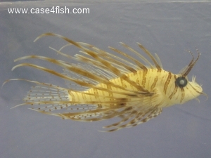 Foto Galerie/Perciformes/Scorpaenoidei/Pterois volitans/Pterois volitans_02_S.jpg